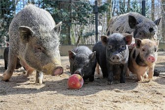Entscheidung für dringend benötigten Neubau im Hirschfelder Tierpark aufgeschoben - dabei läuft die Frist ab - Damit die Tiere - hier Göttinger Minischweine - im Hirschfelder Tierpark jeden Tag gut versorgt werden können, braucht die Einrichtung eine neue Futterküche.