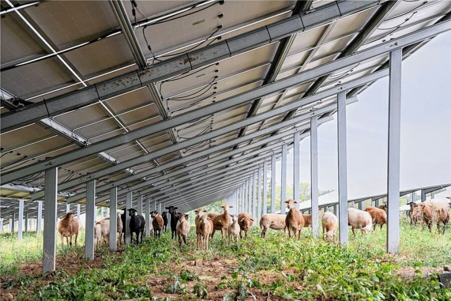Entscheidung in Oederan gefallen: Solarpark in Gahlenz soll gebaut werden - Beispiel für eine Großflächen-Fotovoltaikanlage der Firma Münch Elektrotechnik mit Schafsbeweidung. Eine ähnliche soll im Oederaner Ortsteil Gahlenz errichtet werden. 
