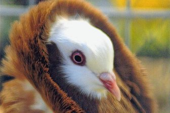 Entwarnung: In Mittelsachsen dürfen wieder Geflügelausstellungen stattfinden - In Mittelsachsen dürfen wieder Geflügelausstellungen stattfinden.