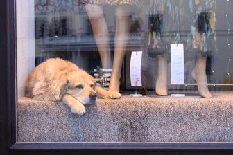 Entwurf sieht Lockdown-Verlängerung bis Ende März vor - auch Lockerungen geplant - Ein Golden Retriever Mischling liegt im Schaufenster eines geschlossenen Modegeschäfts im sächsischen Pirna.