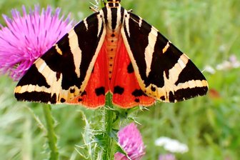 Er ist der Schmetterling des Jahres: Wo im Vogtland kommt der Russische Bär vor? - Der Russische Bär ist im Vogtland selten.