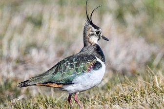 Er ist der Vogel des Jahres: Doch im Vogtland steht es schlecht um den Kiebitz - Der Kiebitz ist der Vogel des Jahres 2024.