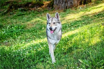 Er versetzte Alpakazüchter im Chemnitztal in Angst: Die rührende Geschichte von Wolfhund Loki - Das ist Loki, ein Saarloos-Wolfhund, der einem Wolf zum Verwechseln ähnlich sieht. Der Rüde stromert gern durchs Chemnitztal und wurde deshalb schon als Wolf ausgemacht. Im Unterschied zum Wolf ist das Fell heller, so die Fachstelle Wolf. Unterschiede gibt es in der geschwungenen Bauchlinie, der Kopfform und der kurzen Schnauze.