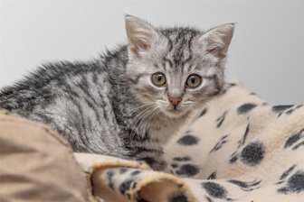 „Er war eiskalt, mehr tot als lebendig“: Tierheim-Team im Erzgebirge kämpft um Kater Vitali - Dieser kleine Kerl wurde im Alter von nur etwa vier Wochen auf einem Feld bei Neudorf gefunden. Er war schon fast tot. Das Tierheim-Team hat ihm den Namen Vitali gegeben.