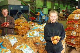 "Erdäpfelzeit" hat begonnen - 