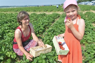 Erdbeer-Saison in Mittelsachsen: Für Selbstpflücker gibt es künftig wohl weniger Felder - Auf dem Erdbeerfeld der Firma Funck zwischen Kleinschirma und Oberschöna haben zuletzt auch Simone Fiedler und Tochter Johanna (5) selbst gepflückt.