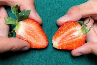 Erdbeeren bei Karls und Kaufland in Döbeln: Und wann beginnt die Ernte in Mittelsachsen? - Erdbeervergleich in Döbeln. Links die von Karls, rechts aus dem Kaufland.