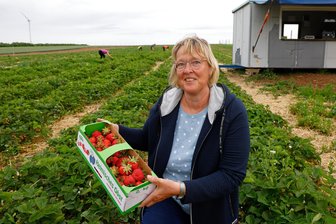 Erdbeeren direkt vom Feld: In Dennheritz wird auch an Pfingsten täglich gepflückt - Katrin Schädel ist aktuell jeden Tag auf dem Erdbeerfeld in Dennheritz anzutreffen.