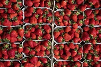 Erdbeeren: Ernte kurz, Früchte klein -