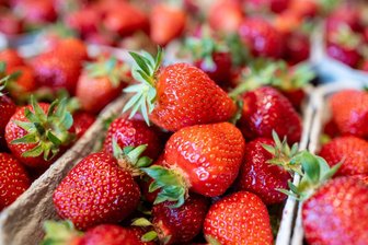 Erdbeeren in Mittelsachsen: Nur noch wenige Tage ist Selbstpflücken möglich - Erdbeeren können in Mittelsachsen noch selbst gepflückt werden (Symbolbild).