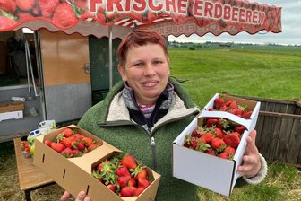 Erdbeeren in Mittelsachsen: Wo kann man sie kaufen, wo gibt es Selbstpflücker-Felder und wie viel kosten sie in diesem Jahr? - Sabine Träger verkauft Erdbeeren am Feld des Obstguts Seelitz an der B 175 in Spernsdorf nahe Rochlitz.
