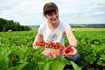 Erdbeeren vom Fuße des Erzgebirges: Die höchstgelegene Plantage im Kreis Zwickau liegt in Weißbach - Nicole Schadli aus Schneeberg nimmt für die Erdbeeren aus Weißbach sogar eine Umleitung in Kauf.