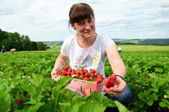 Erdbeeren vom Fuße des Erzgebirges: Die höchstgelegene Plantage im Kreis Zwickau liegt in Weißbach - Nicole Schadli aus Schneeberg nimmt für die Erdbeeren aus Weißbach sogar eine Umleitung in Kauf.
