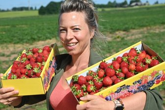 Erdbeerernte der Sorte Malwina beginnt in Oberlichtenau - 