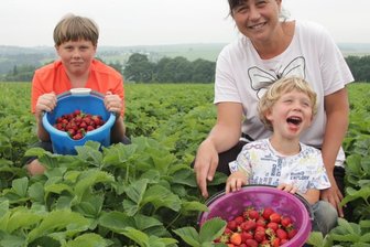 Erdbeerernte im Vogtland läuft - Nick (13), Katja und Nico (6) Pfeifer aus Treuen holten eimerweise Erdbeeren vom Rotschauer Feld.