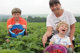 Erdbeerernte im Vogtland läuft - Nick (13), Katja und Nico (6) Pfeifer aus Treuen holten eimerweise Erdbeeren vom Rotschauer Feld.