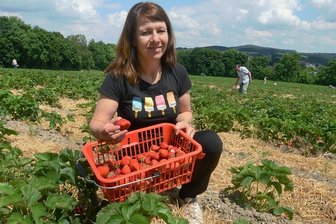 Erdbeerfeld bei Rodewisch lädt zur Ernte ein - Susann Schier aus Grünbach beim Erdbeerpflücken in Rodewisch.
