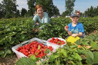 Erdbeerfeld in Dennheritz: Hier gibt es mehr Platz für rote Früchte - Mandy Badura hat mit Unterstützung von Sohn Erick am Montagvormittag rund 22 Kilogramm Erdbeeren in Dennheritz geerntet. 