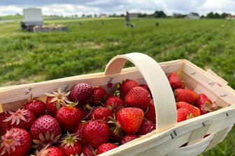 Erdbeerfelder in Mittelsachsen: Wer selbst pflückt, kann viel sparen - Erdbeeren können auch an der S 250 zwischen Rochlitz und Erlau selbst gepflückt werden.