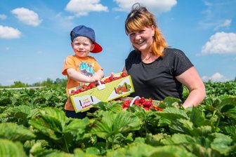 Erdbeerfelder: Rote Früchte ziehen fleißige Sammler magisch an - Für den zweijährigen Oskar aus Oberpfannenstiel wie ein Abenteuerspielplatz: das Erdbeerfeld in Raum. Gemeinsam mit Mutter Isabel füllt er den Sammelkorb. 