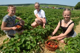 Erdbeerpflücker im Vogtland aufgepasst: Die meisten Früchte gibt es zu diesen Zeiten - Pepe, Eileen und Amy Stock beim Pflücken auf dem Auerbacher Erdbeerfeld. Hier gilt es den richtigen Moment abzupassen, wenn es wenig Pflücker und viele Beeren gibt