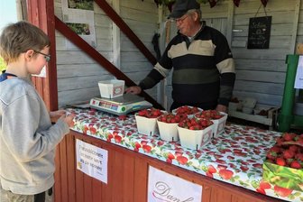 Erdbeersaison startet später als im Vorjahr in Oberlichtenau - Der elfjährige Fabian Spranger gehört zu den Ersten, die am Erdbeerstand vom Fruchthof Hammer in Oberlichtenau süße Früchte kauft. Geöffnet ist montags bis freitags von 8 bis 18 Uhr, samstags bis 14 Uhr. 