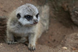Erdmännchen auf Erkundung - 