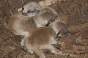 Erdmännchen-Nachwuchs im Chemnitzer Tierpark -
