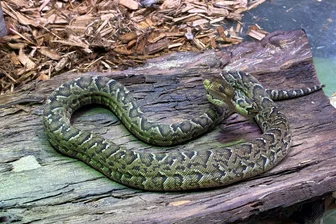 Erfolgreiche Zucht: Kuba-Schlankboas im Tierpark Chemnitz geboren - Die Kuba-Schlankboas im Chemnitzer Tierpark haben sich vermehrt.