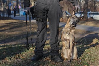 Erfolgreicher Polizeihund im Erzgebirge: Wiky gehört bei den Schuberts zur Familie - Diensthündin Wiky muss sich noch an den Ruhestand gewöhnen. Als Welpe war sie bei Polizeihauptmeister Schubert eingezogen und im Erzgebirge zu Hause. Der Beamte möchte anonym bleiben.