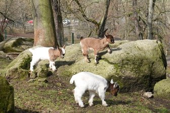Erfreulich viel Gemecker im Tierpark - Die jungen Zwergziegen - insgesamt neun haben in diesem Jahr das Licht der Welt erblickt - haben sich bereits in ihrem Gehege eingelebt. Sie sind nicht nur die Lieblinge der Kinder. 