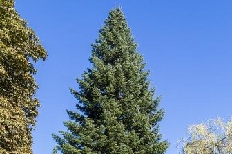 Ergebnis des Baumwettbewerbs: Cainsdorfer Tanne ziert Zwickauer Weihnachtsmarkt -