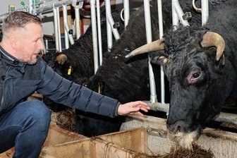 Erlauer Landwirt startet neu mit japanischen Rindern - Matthias Müller beim Füttern seiner Wagyus, die sehr zutraulich sind und sich streicheln lassen.