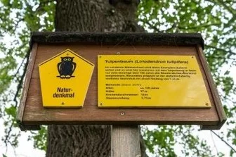 Erlaus Plätze jetzt auch weltweit zu sehen - Neu ist, dass auch Naturdenkmale wie dieser 120 Jahre alte Milkauer Tulpenbaum mit aufgelistet werden.