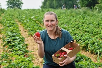 Erlebnis Erdbeere: Bei Rochlitz wird selbst gepflückt - Die Erdbeeren aus der Region sind reif: "Freie Presse"-Redakteurin Franziska Muth hat auf dem Spernsdorfer Feld der Obstgut Genossenschaft Seelitz gepflückt. Das Angebot, selbst den Korb zu füllen, wird gern genutzt, unter anderem von Familien. 