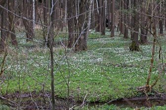 Burgwald am Rande von Mülsen St. Niclas