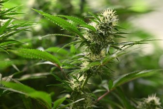 Ermittlungserfolge im Drogenmilieu: Polizei hebt in Leisnig nicht das erste Mal eine Cannabis-Plantage aus - Gras im großen Stil anzubauen (Symbolfoto), ist nach wie vor verboten.