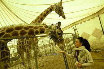 Erneut Ärger um Tiere im Zirkus -