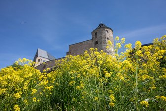 Erneut Ärger um wucherndes Kraut an den Plauener Schlossterrassen - Auf den ersten Blick sieht das Zackenschötchen attraktiv aus - doch es verdrängt andere Arten.