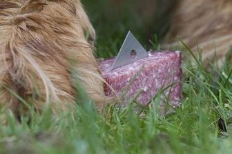 Erneut Hundeköder in Schönheide ausgelegt -