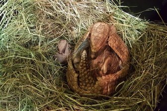 Erneut Nachwuchs bei den Kugelgürteltieren im Tierpark Chemnitz - Einen Namen hat das Kugelgürteltier-Baby (links) noch nicht.