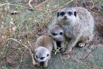 Bei den Erdmännchen hat es Nachwuchs gegeben.