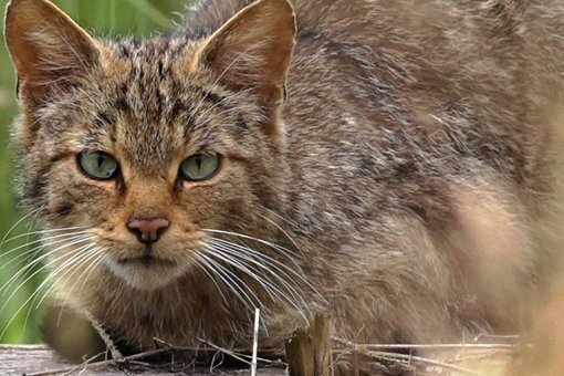 Erneut Nachwuchs bei Wildkatzen im Werdauer Wald erwartet - Die Wildkatze fühlt sich im Werdauer Wald wieder wohl. 