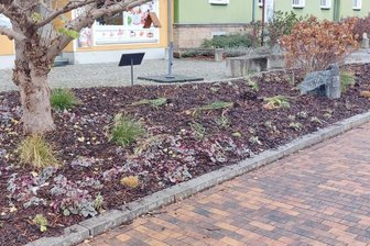 Erneut Pflanzen aus Rabatten am Kugelbrunnen in Schwarzenberg herausgerissen - Pflanzen wurden einfach rausgezogen und herumgeworfen - wer macht so etwas?