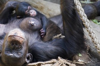 Erneut Schimpansen-Nachwuchs im Zoo Leipzig: Aller guten Dinge sind drei - Bereits zum dritten Mal binnen neun Monaten ist im Zoo Leipzig die Schimpansen-Gruppe in Pongoland um ein Jungtier gewachsen. Swela hat vor wenigen Tagen ein Jungtier geboren, das neugierig von den Artgenossen begrüßt wurde.