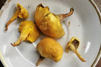 Erneut ungewöhnlicher Pilzfund im Erzgebirge - Pilze in Steinheidel.