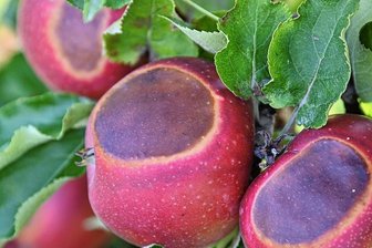 Ernte im Obstgut Seelitz: Die Äpfel haben Sonnenbrand - 