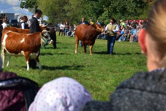 Erntedankfest in Altmittweida fällt aus - Tierpräsentationen wie hier die Fleischrinderschau zählten in Vorjahren zum Programm des Erntedankfestes in Altmittweida.