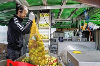 Erntezeit: Mobile Mosterei im Erzgebirge zieht Kunden aus ganz Sachsen an - In der mobilen Mosterei in Mildenau ist Hochsaison. Kunden kommen aus ganz Sachsen, weil sie Saft aus ihren eigenen Früchten mitnehmen wollen. Im Bild: Philipp Förster, einer der drei Betreiber. 
