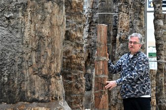 Ernüchterung im Jubiläumsjahr: Das Chemnitzer Museum für Naturkunde hat mehr als ein Problem - Für Direktor Ronny Rößler ist der Versteinerte Wald eine Hauptattraktion der Stadt.